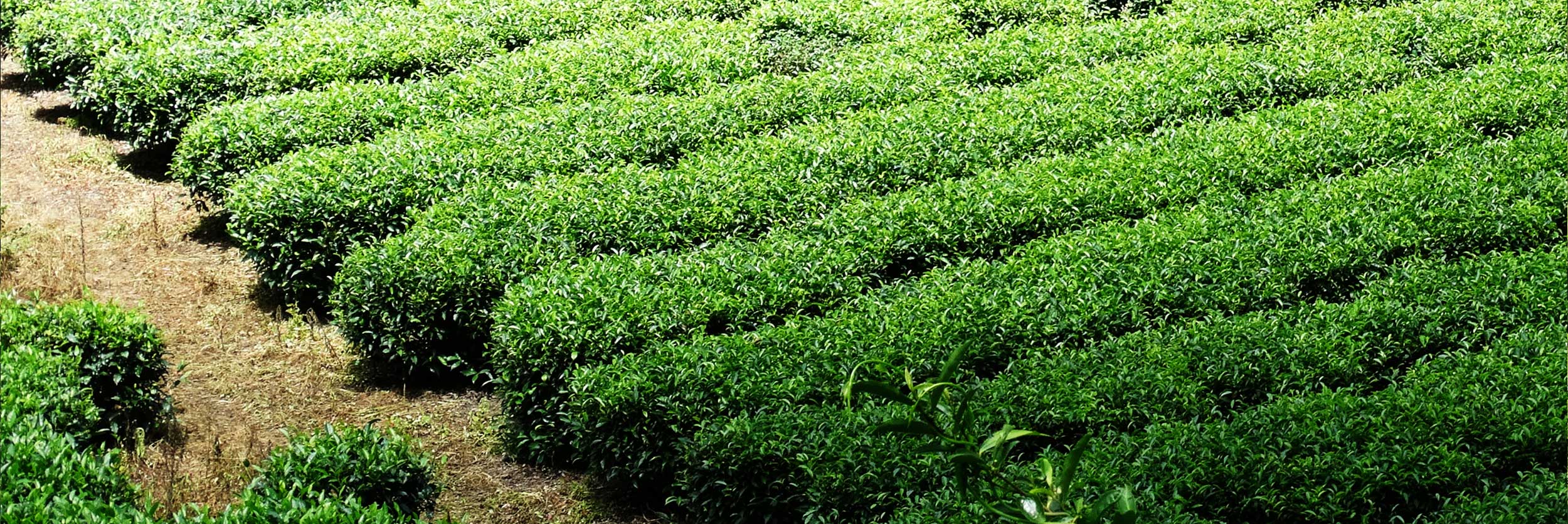 Tee-Plantagen Fujian