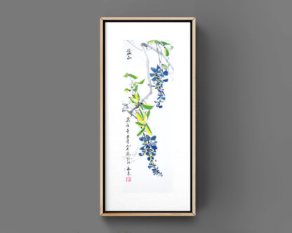紫藤 blue rain, Blau wisteria Wisteria regen,glyzinien